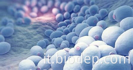 Saccharomyces boulardii2 Saccharomyces boulardii2